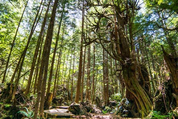 Pacific Rim National Park - Vancouver Island - British Columbia - Canada - Doets Reizen