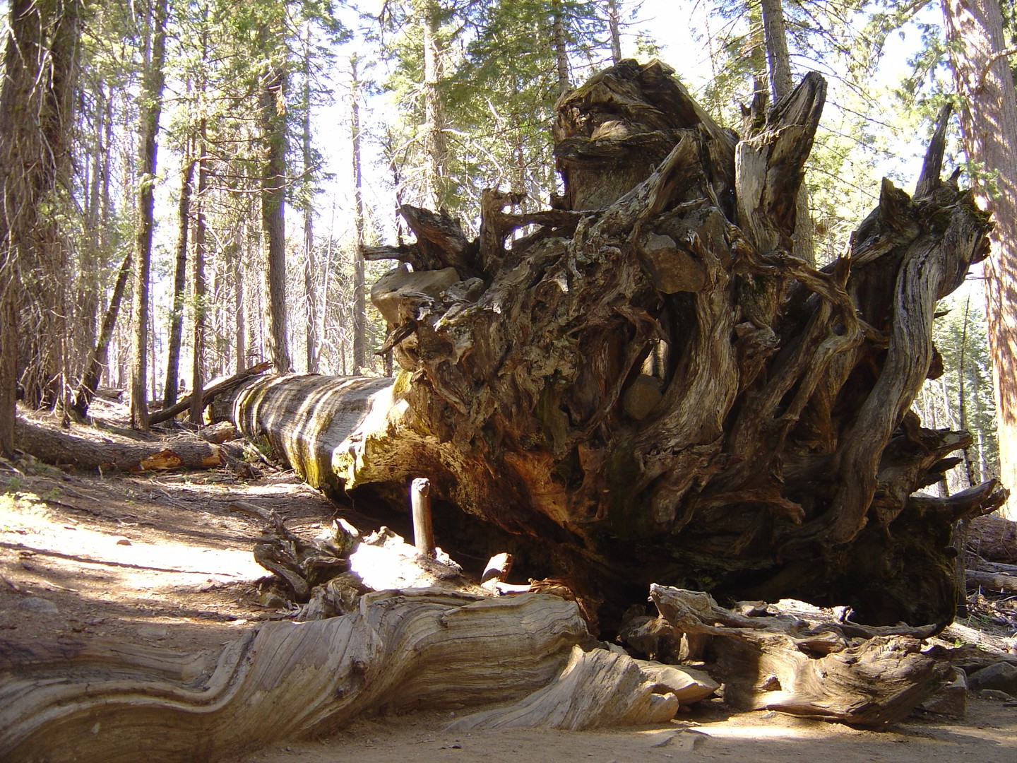 Sequoia National Park - California - Amerika - Doets Reizen