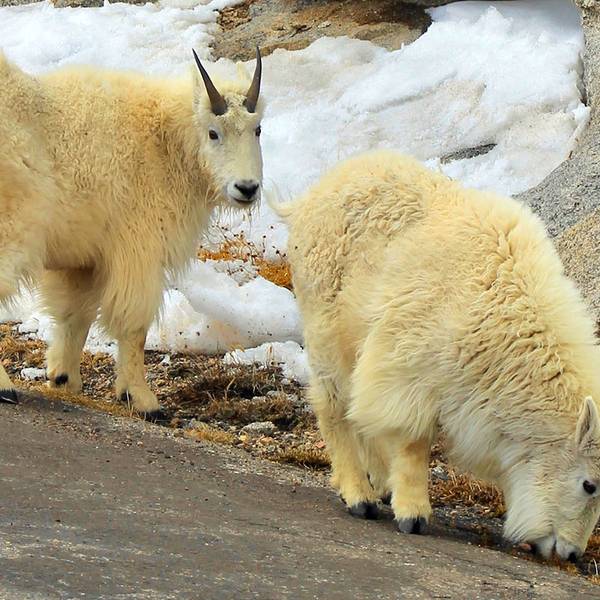 Mount Blue Sky, Summit Lake & Red Rocks Aspire Tours - Colorado - Denver - Amerika - Doets Reizen (1)