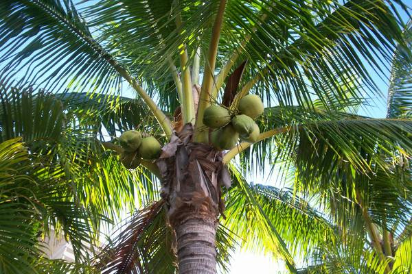 Strand Florida - Doets Reizen