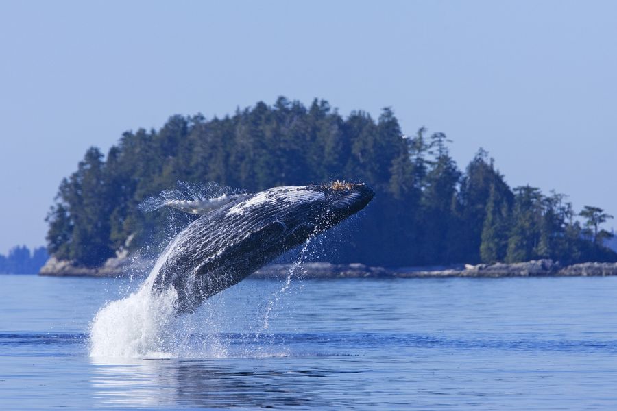 Pacific Rim National Park - Vancouver Island - British Columbia - Canada - Doets Reizen