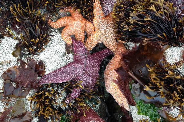 Pacific Rim National Park - Vancouver Island - British Columbia - Canada - Doets Reizen