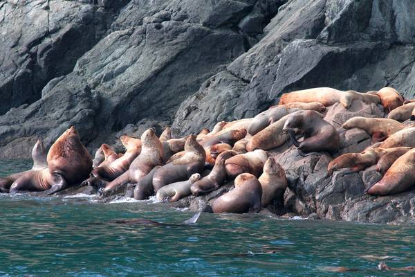 Columbia Glacier - Prince William Sound - Alaska - Doets Reizen