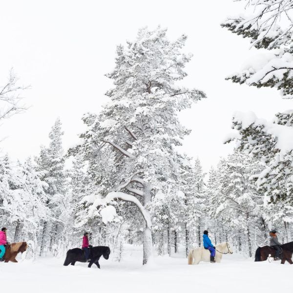 Paarden rijden - Credits Anna Öhlund & imagebank.sweden.se - 2