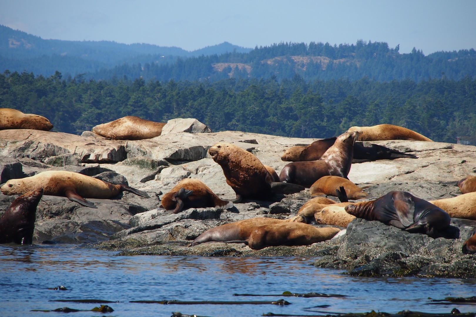 Orka's spotten Victoria - Vancouver Island - British Columbia - Canada - Doets Reizen