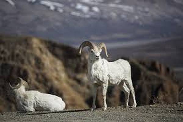 Wildlife Denali National Park - Alaska - Doets Reizen