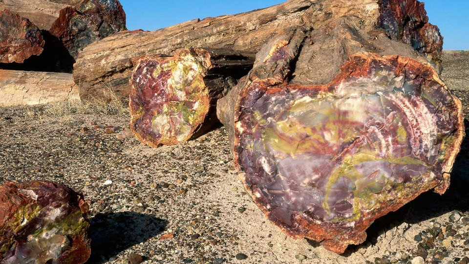 Petrfied Forest - Arizona - Doets Reizen