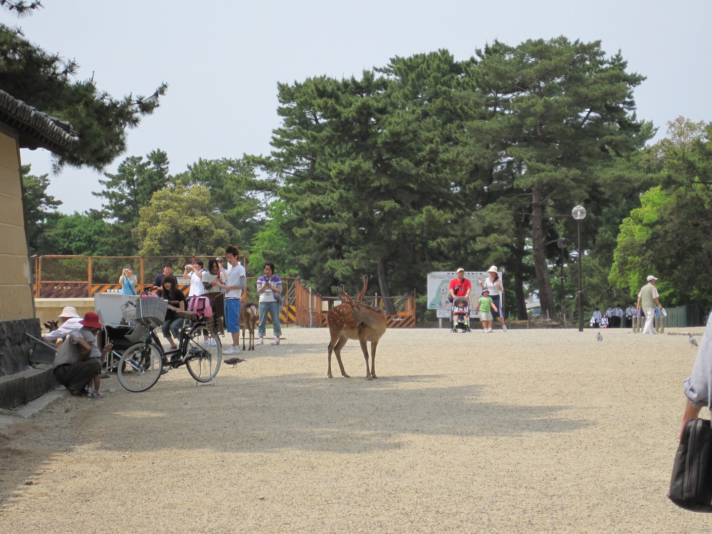 Nara - Japan - Doets Reizen