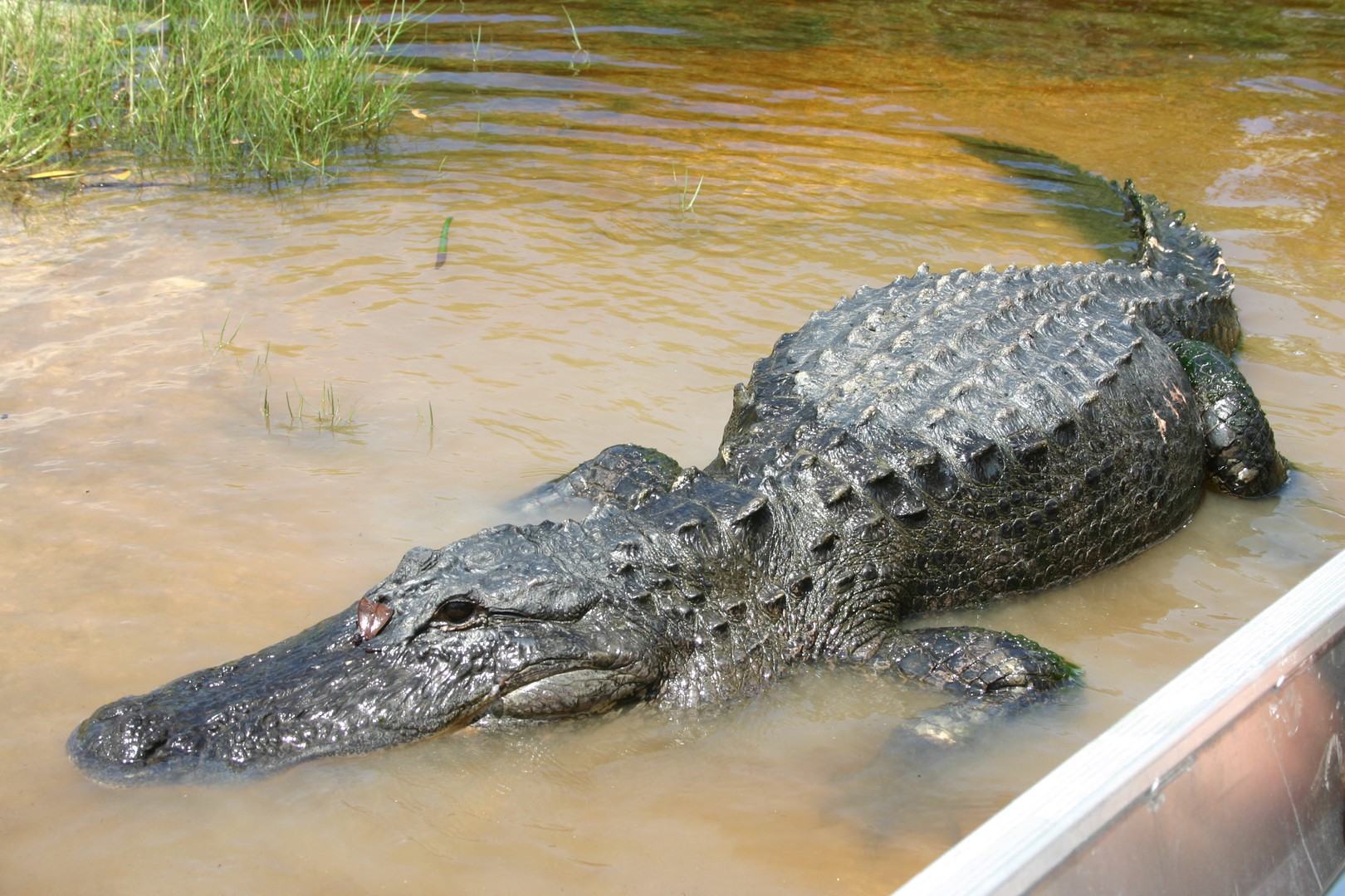 Airboat Tour - Everglades National Park - Florida - Doets Reizen