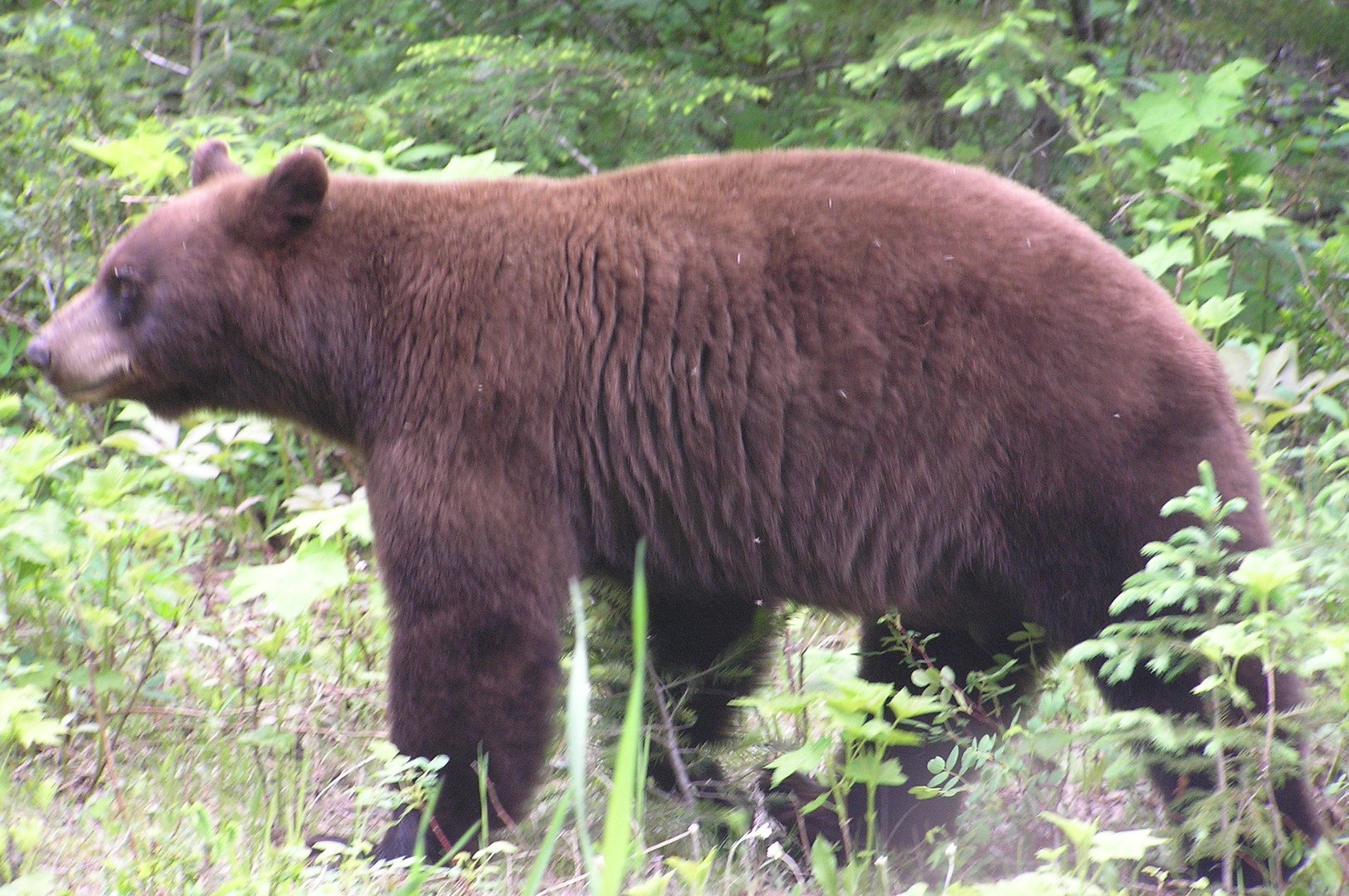 Wells Gray Provincial Park - British Columbia - Canada - Doets Reizen