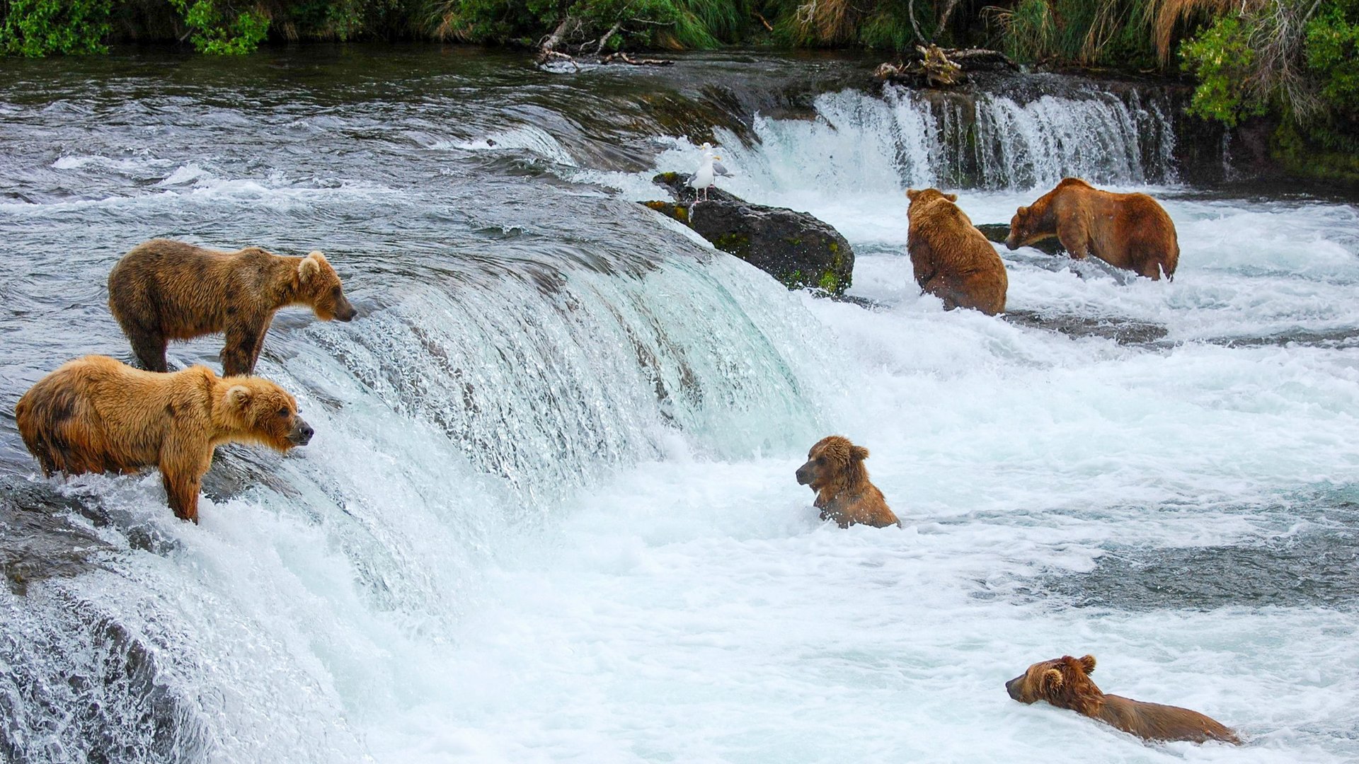 Brooks Lodge - Katmai National Park - Alaska - Doets Reizen