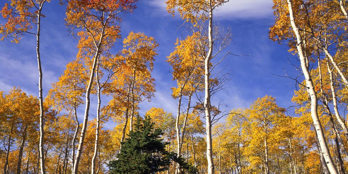 Ashley National Forest - Utah - Doets Reizen