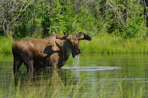 Wildlife Yukon - Canada - Doets Reizen