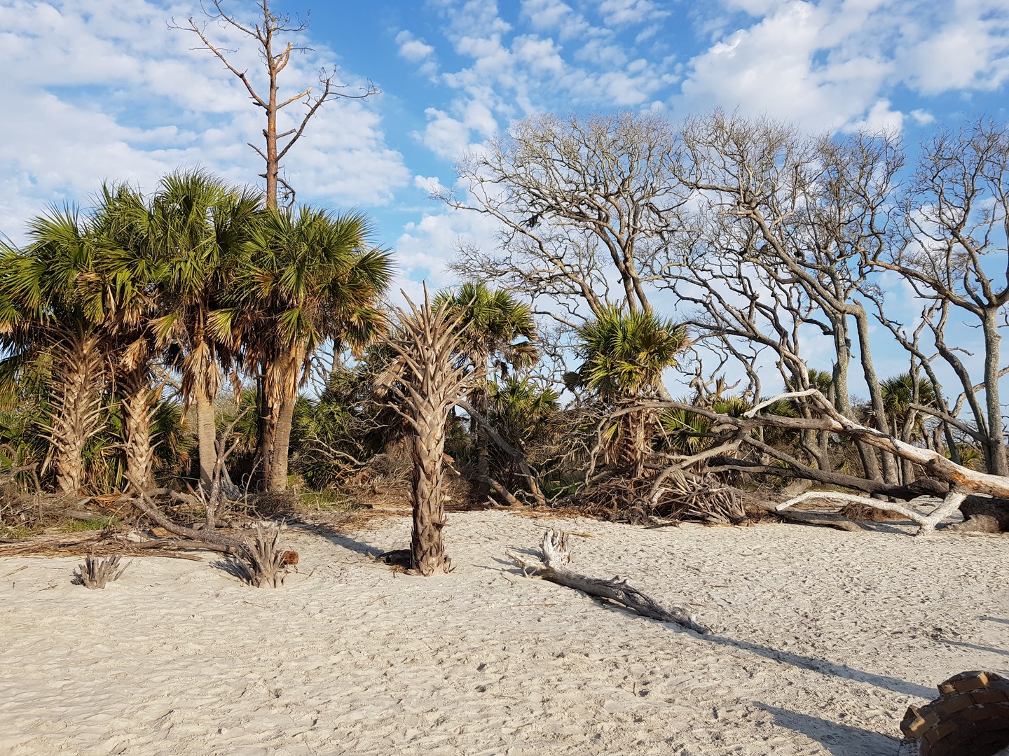 Driftwood Beach - Jekyll Island - Georgia - Amerika - Doets Reizen