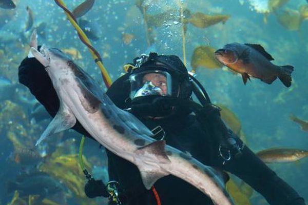 Monterey Bay Aquarium - California - Amerika - Doets Reizen