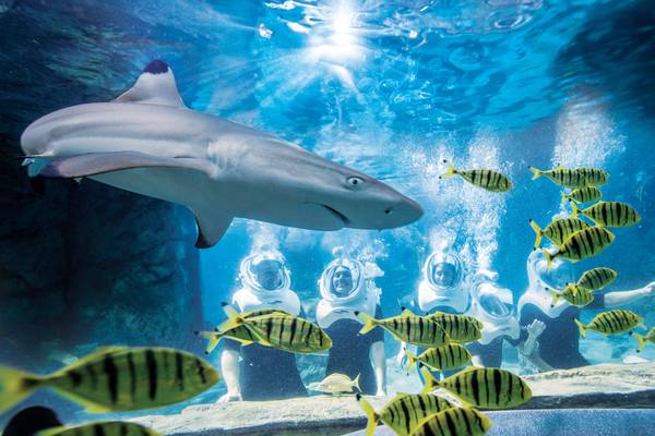 Discovery Cove - Orlando - Florida - Doets Reizen