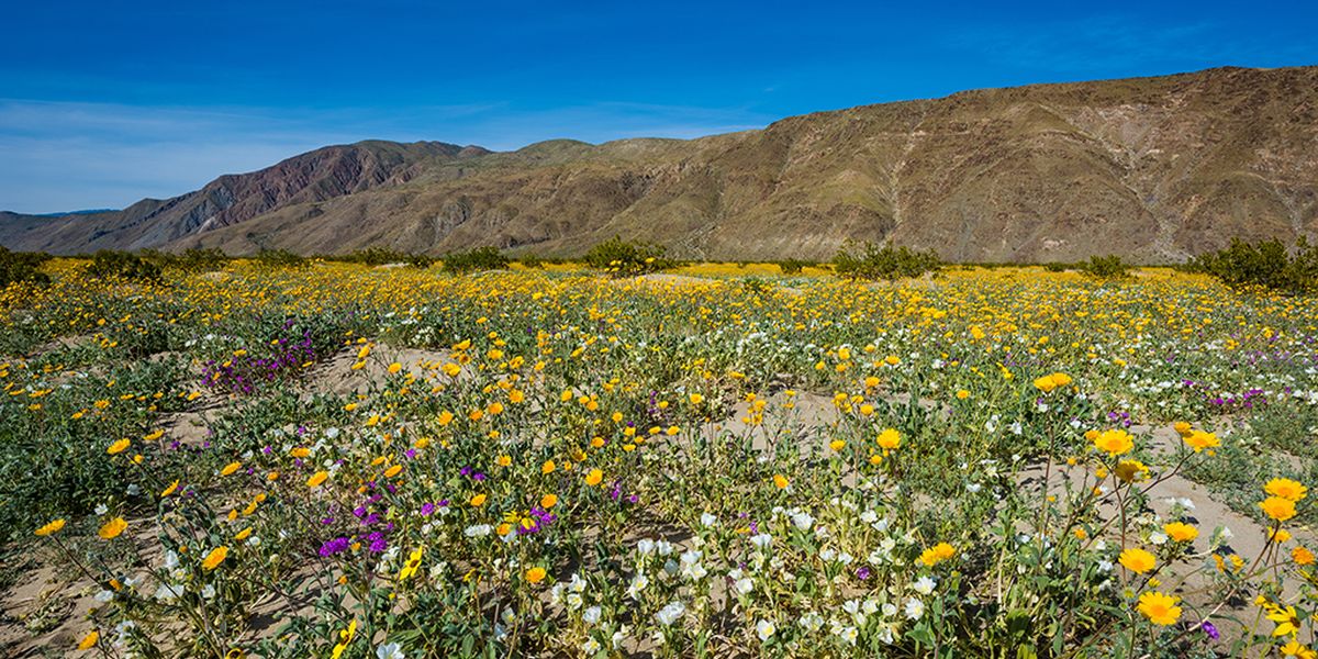 Anza Borrego Desert - California - Amerika - Doets Reizen