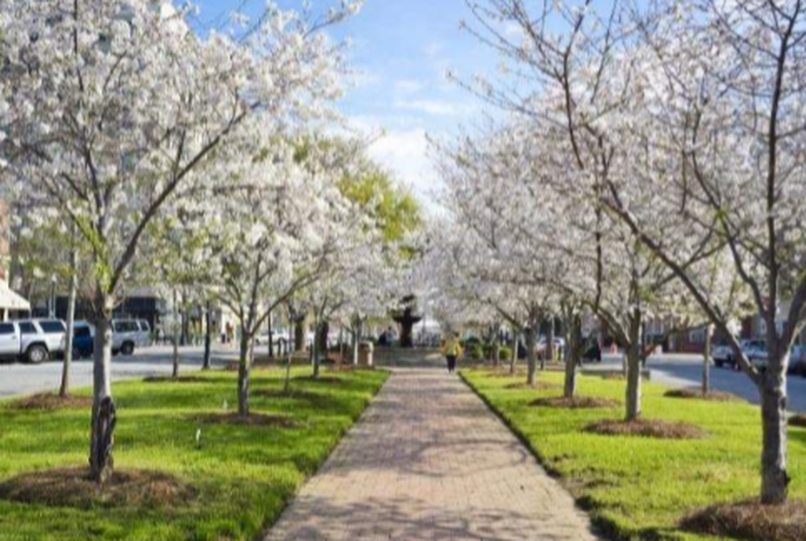 Cherry Blossoms - Atlanta - Georgia - Amerika -Doets Reizen