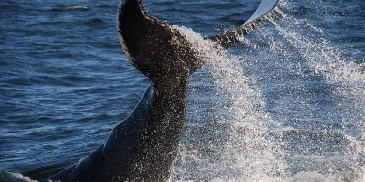 Whalewatch - IJsland - Doets Reizen