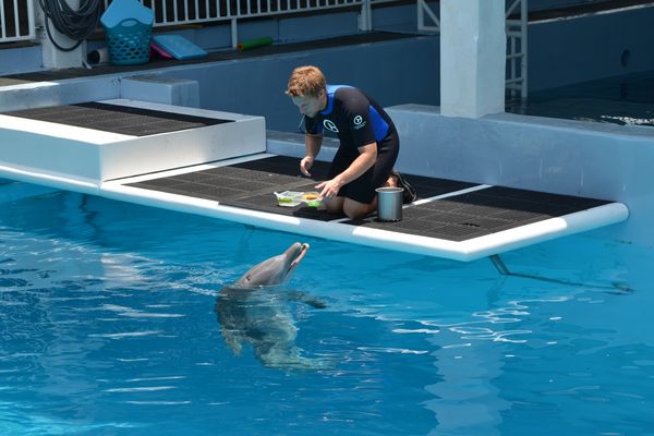 Marine Aquarium - Clearwater Beach - Florida - Doets Reizen
