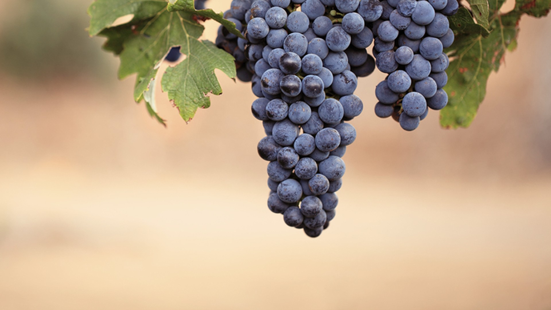 Meritage Resort - California - Amerika - Doets Reizen