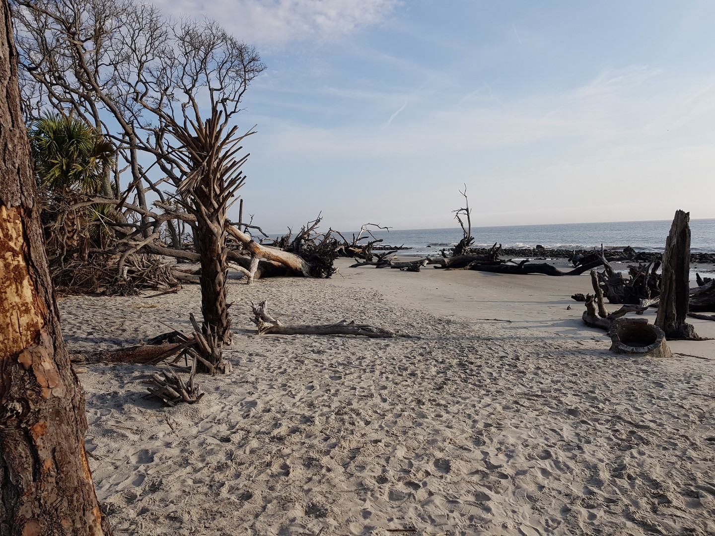 Driftwood Beach - Jekyll Island - Georgia - Amerika - Doets Reizen