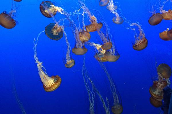 Monterey - California - Amerika - Doets Reizen