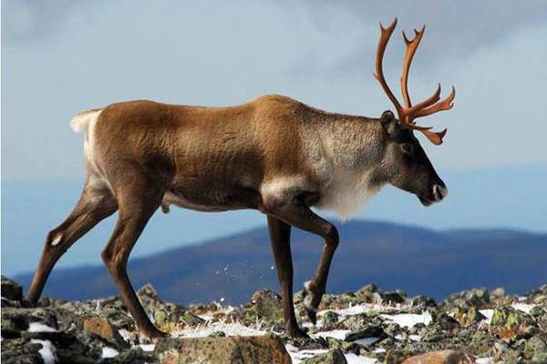 Gaspésie National Park - Quebec - Canada - Doets Reizen