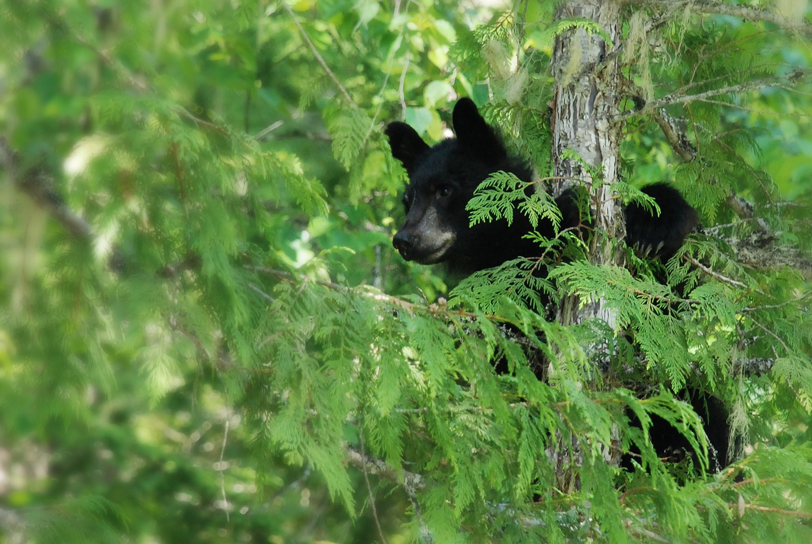 Blue River - Mud Lake - British Columbia - Canada - Doets Reizen