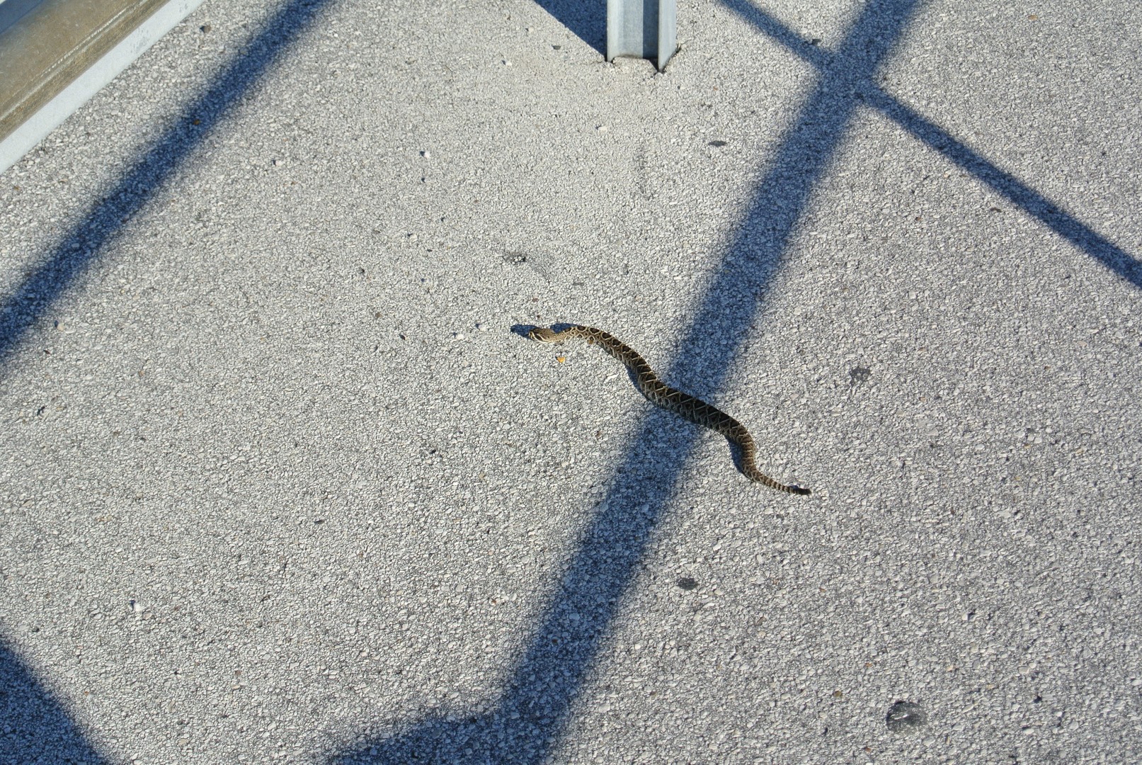 Honeymoon Island - Tampa - Florida - Doets Reizen