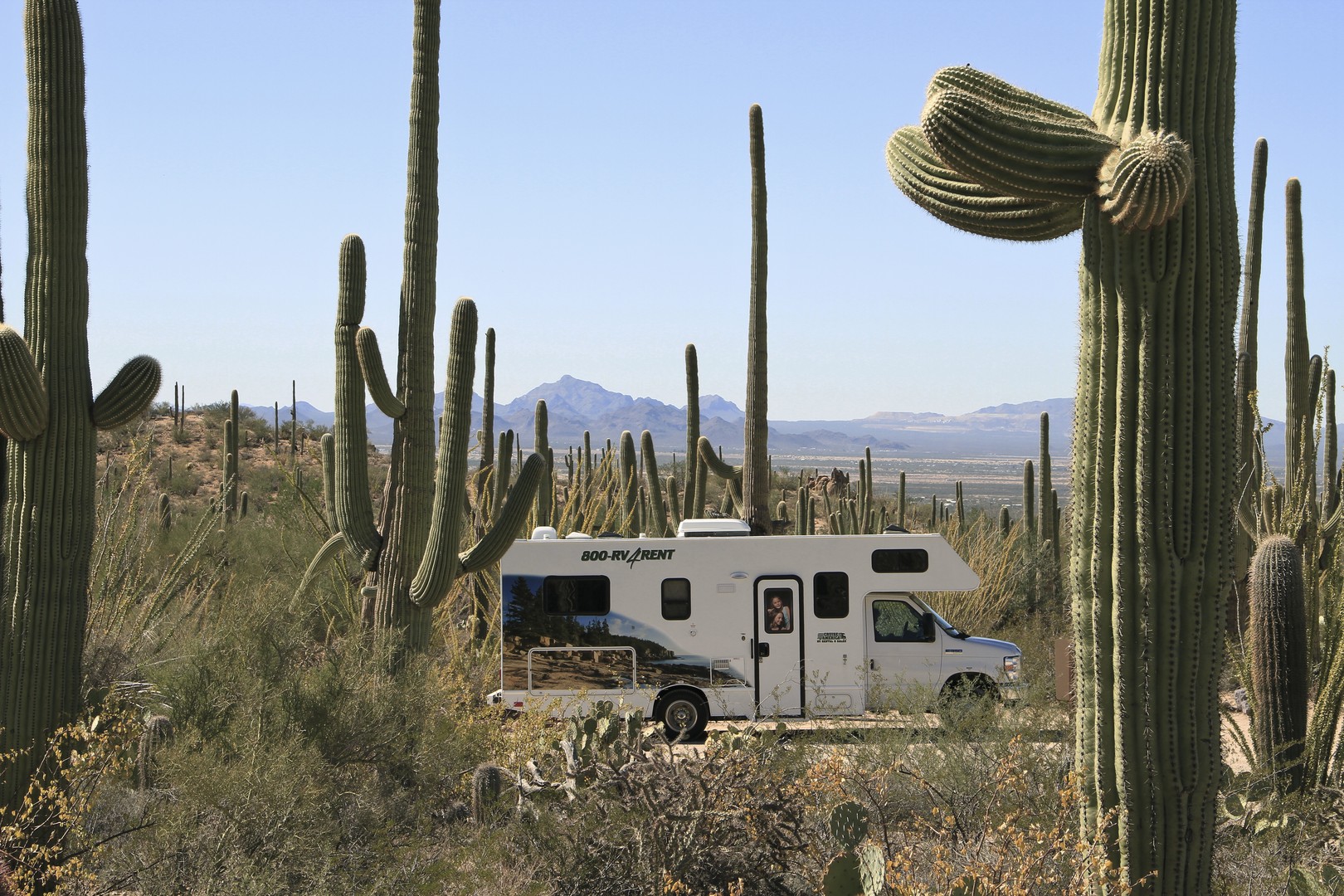 Saguaro National Park - Cruise America - Camper huren Amerika -Camperreis - Doets Reizen