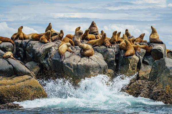 Spirit Bear Lodge - Doets Reizen - Canada - Vancouver Island