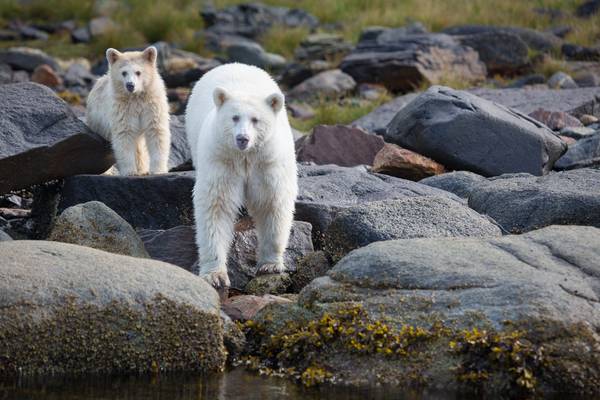 Spirit Bear Lodge - Great Bear Rainforest - Canada - Doets Reizen