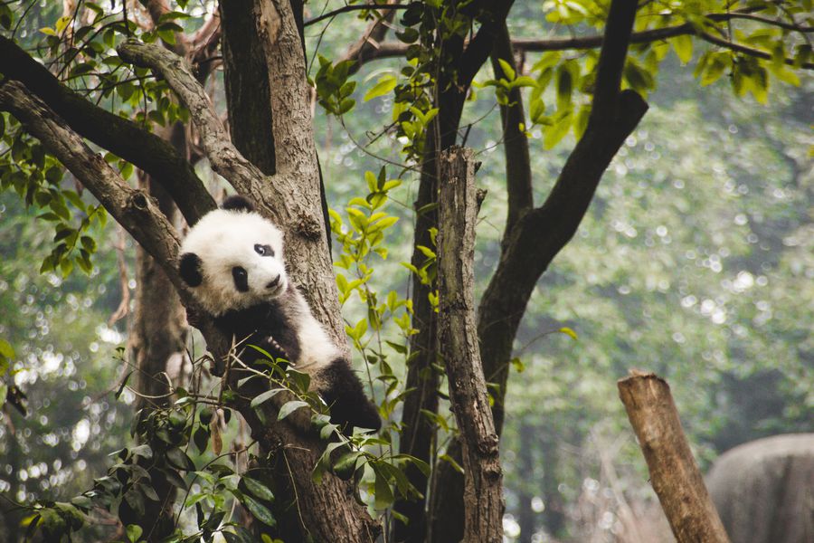 Panda's - Chengdu - China - Doets Reizen