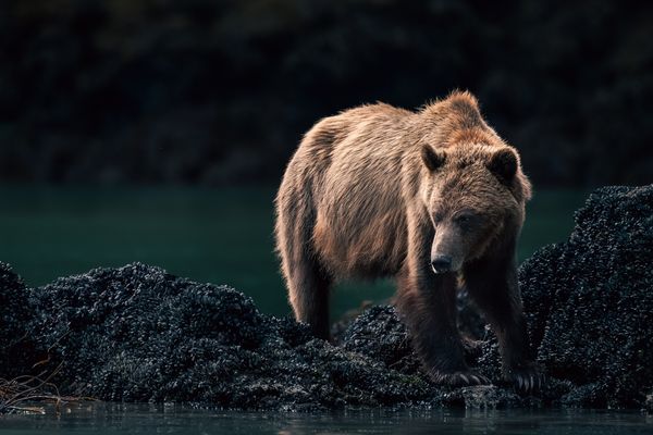 Port Hardy Vancouver Island  - Doets Reizen - Port Hardy - Vakantie Canada