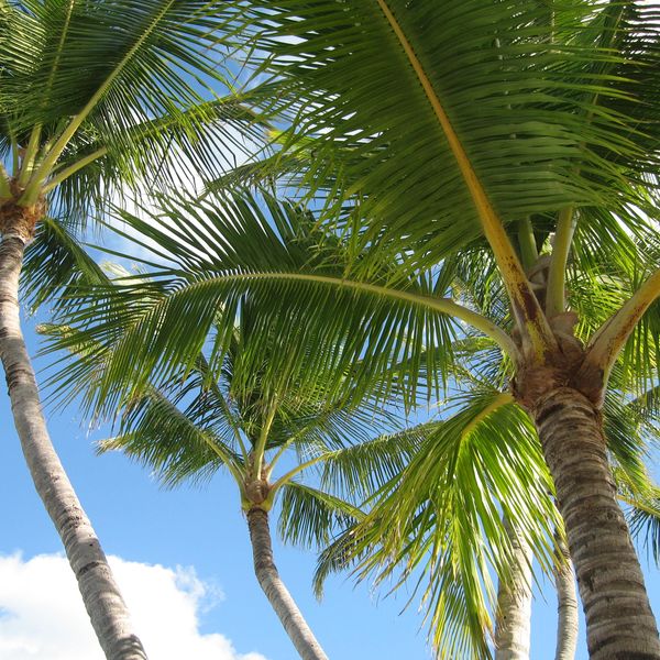 Strand Florida - Doets Reizen