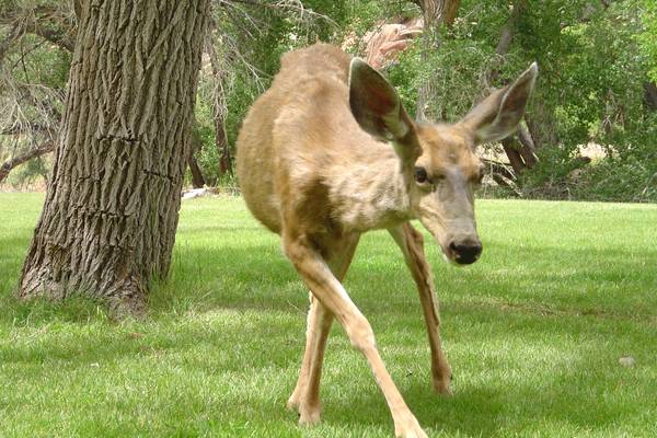 Capitol Reef National Park - Utah - Doets Reizen