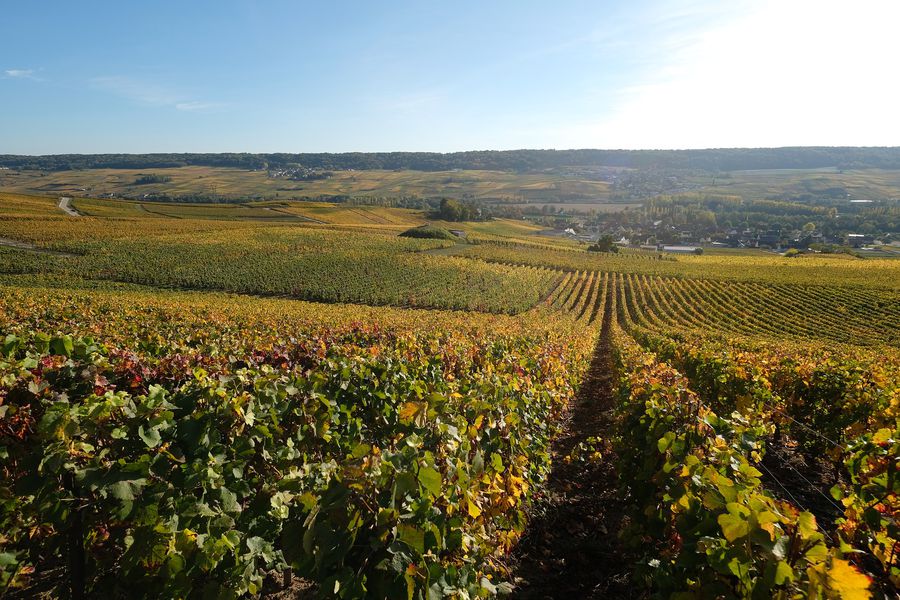 champagnevelden Afbeelding van stephane MOUY via Pixabay | Frankrijk | Doets Reizen
