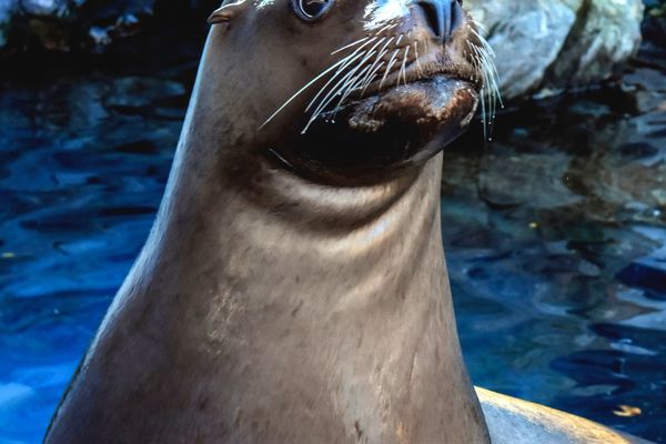 Mystic Aquarium - Connecticut - Amerika - Doets Reizen