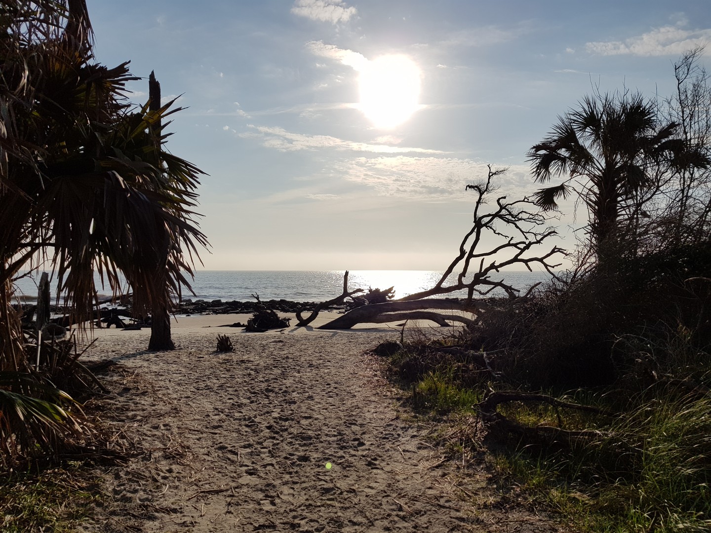 Driftwood Beach - Jekyll Island - Georgia - Amerika - Doets Reizen