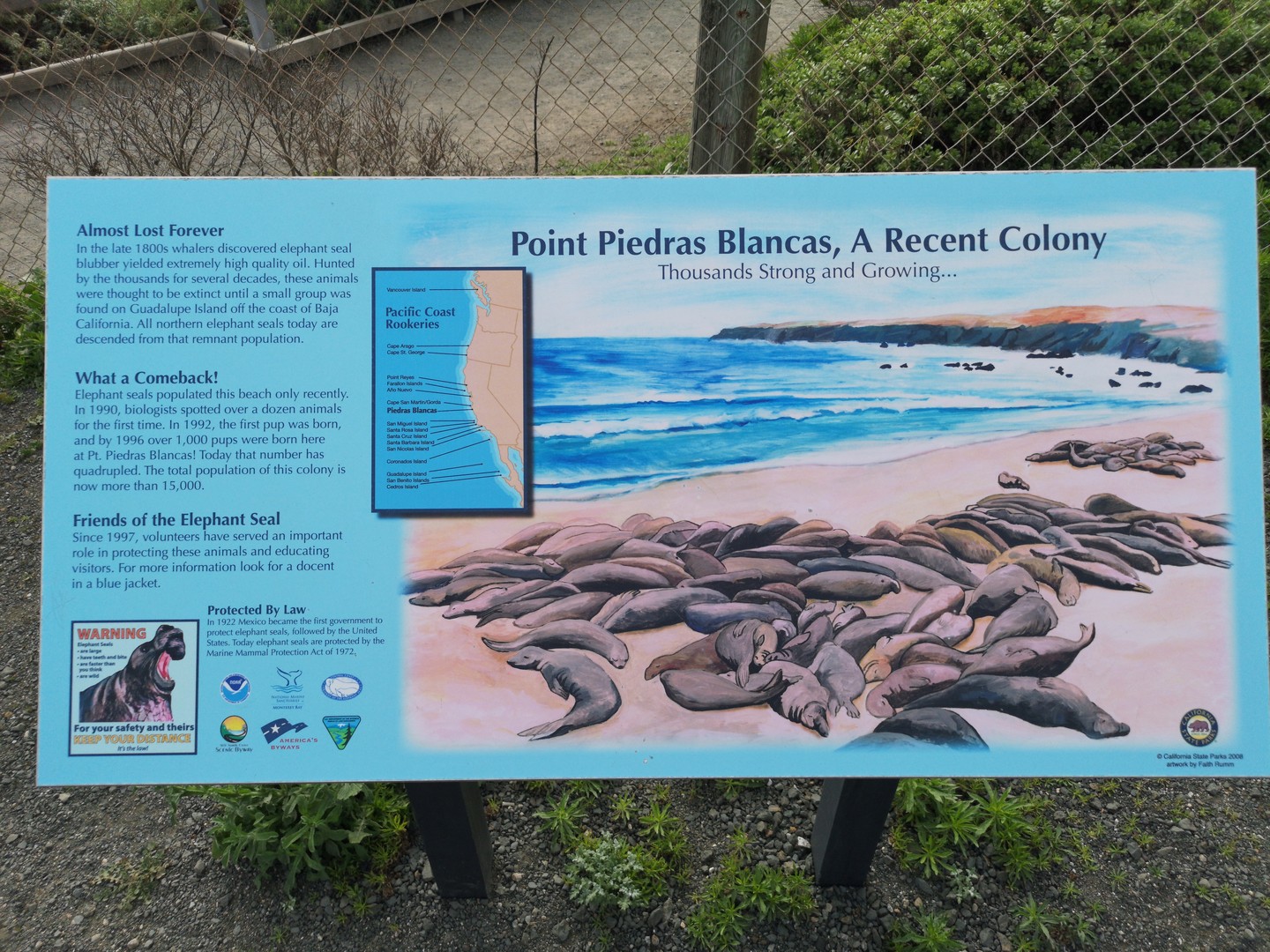 Zeeolifanten San Simeon - California - Amerika - Doets Reizen