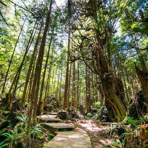 Pacific Rim National Park - Vancouver Island - British Columbia - Canada - Doets Reizen
