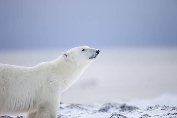 IJsbeer Churchill - Manitoba - Canada - Doets Reizen