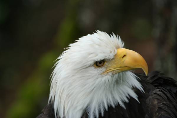 Wildlife Alaska - Doets Reizen