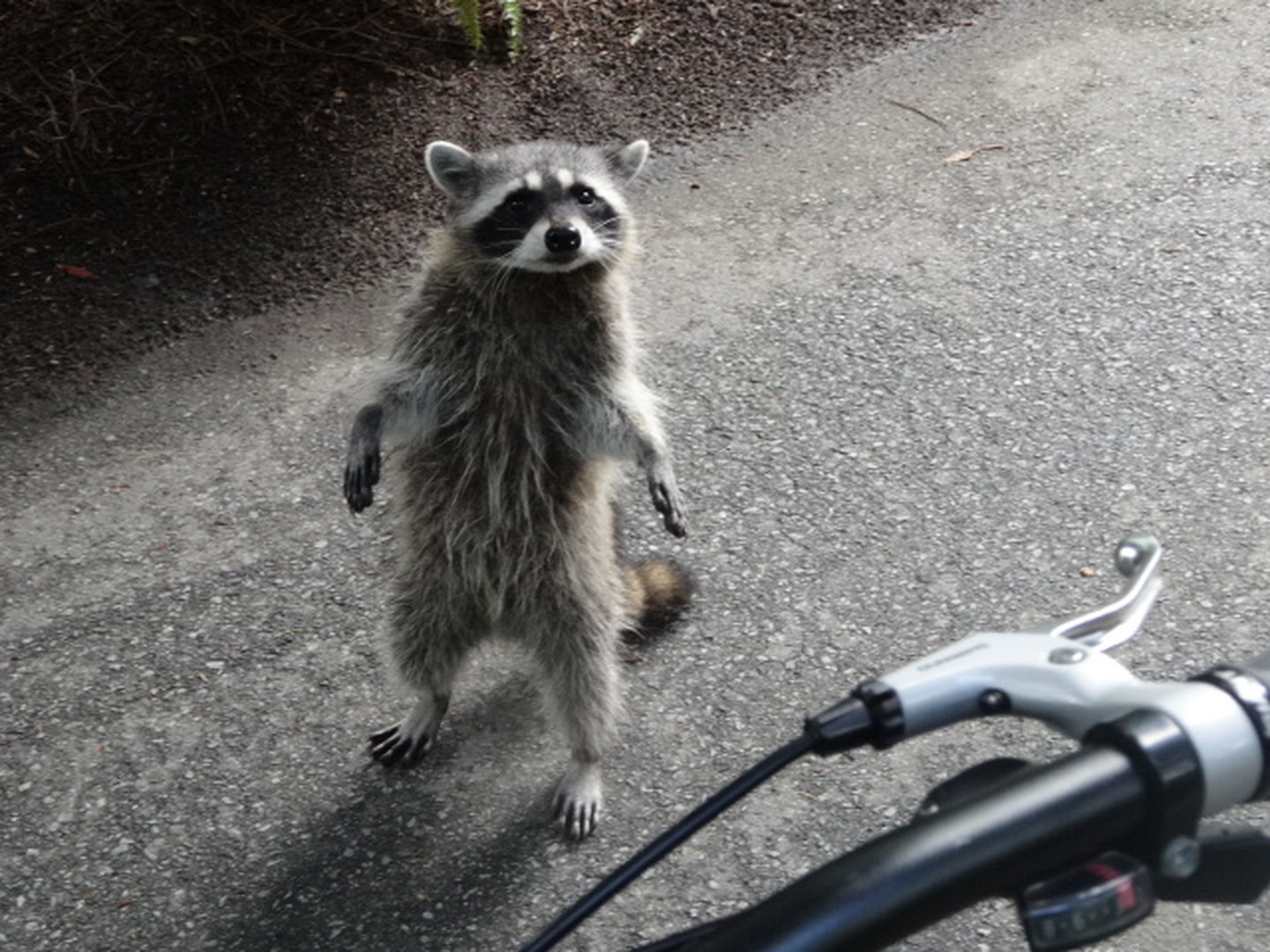 Fietsen Vancouver - British Columbia - Canada - Doets Reizen