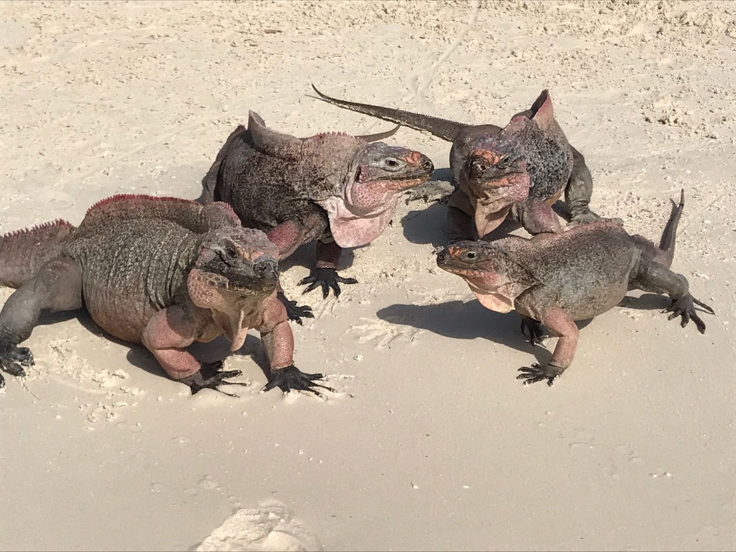 Great Exuma - Cruise Bahamas - Cruisevakantie - Doets Reizen