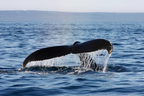 Whalewatch Tadoussac - Quebec - Canada - Doets Reizen