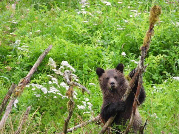 Beren - West Canada - Doets Reizen