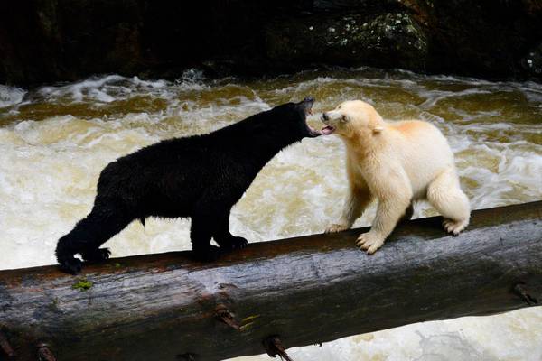 Spirit Bear Lodge - Doets Reizen - Canada - Vancouver Island