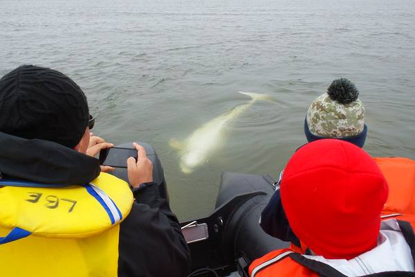 Beluga Churchill - Manitoba - Canada - Doets Reizen